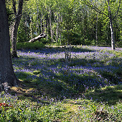 photo "Blue bells"