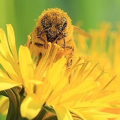 photo "apis mellifera at work"