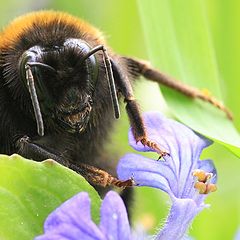 photo "Bombus"