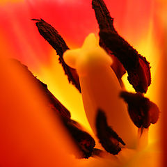 фото "tulip macro"