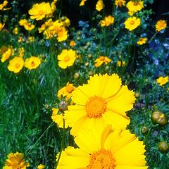 photo "Yellow Daisies"