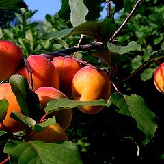 фото "Enjoy your apricots"