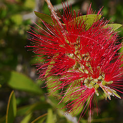 photo "Aussie Plant"