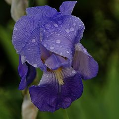 фото "blue flowers"