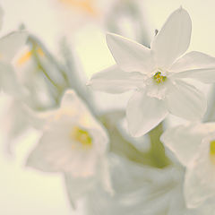 photo "Daffodils"