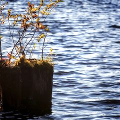 фото "Жизнь испытывает..."