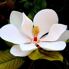 фото "Magnolia..."