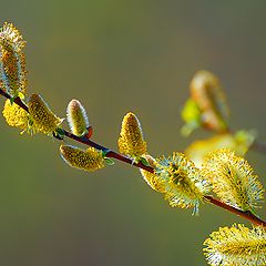 photo "Pussy-willow"