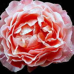 фото ""Rose...""