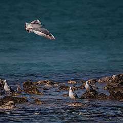 photo "Landing 2"