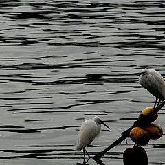 photo "the harbour's citizens"