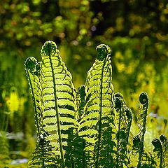 photo "Fern"