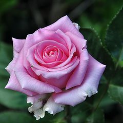 фото "Розовая роза"