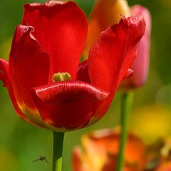photo "Tulips"