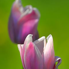 photo "Tulips"