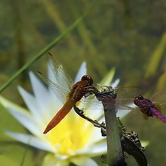 photo "May-Day  pond"