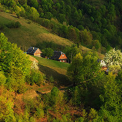 фото "хутор с цветущим деревом"