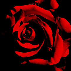 photo "Red Rose..."