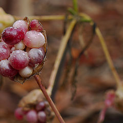 photo "Aussie Plant"