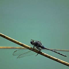 photo "Exercises on a log."