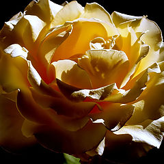 фото ""Another Rose...""