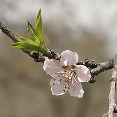 photo "Blooming cherry tree"
