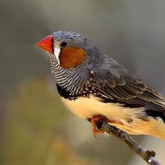 фото "Zebra finch"