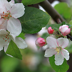 photo "Apple blossom"