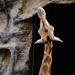 photo "Taronga Zoo"