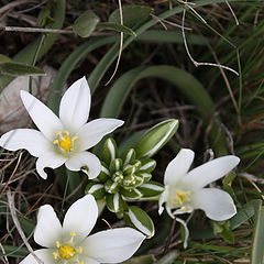 photo "Spring Crimea 2"