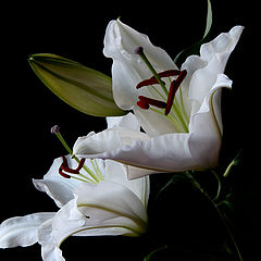 photo "oriental lillies"