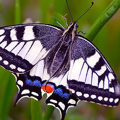 photo "Papilio machaon"