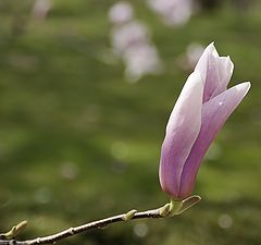 photo "Blooming magnolia"