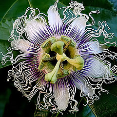 фото ""Passiflora (The Passion Flower)"