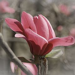 photo "Blooming magnolia (Magnolia X "Vulcan")"