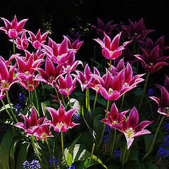 photo "Tulips"