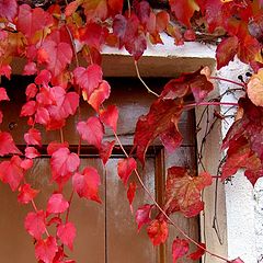 фото "nature in red"