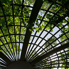 photo "St. Petersburg. Summer garden. Pergola"