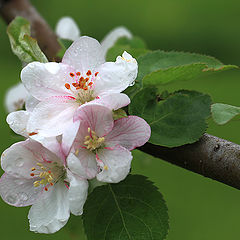 фото "Майская яблоня"