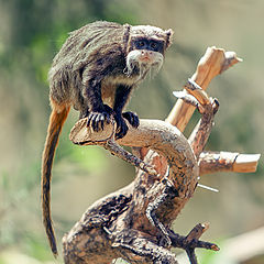 photo "Saguinus imperator"