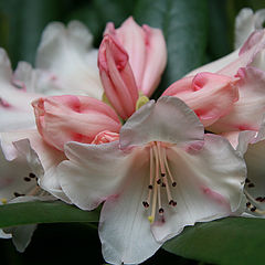 photo "rhododendron yakushimanum sneezy"