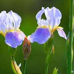 photo "Dance irises"