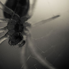 photo "Fear of Spiders"