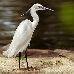 photo "Egretta garzetta"