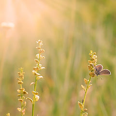 photo "природа,бабочка"