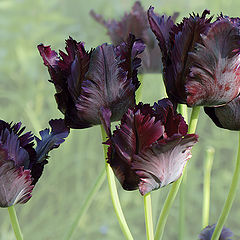 photo "Black Tulips for Vladimir B."