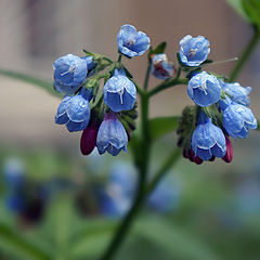 photo "Washed rain"