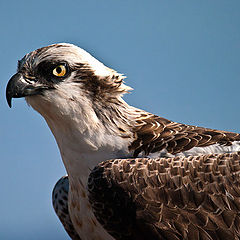 photo "Osprey"