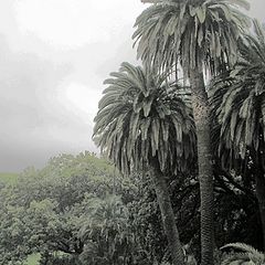 photo "a corner of Arenzano's park, Genoa"