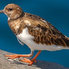 photo "Turnstone"